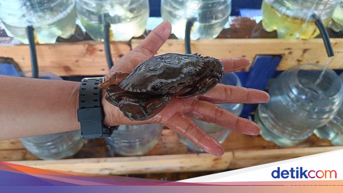 Kepiting Cangkang Lunak: Rahasia Rasa dari Laut Cilacap yang Menggoda