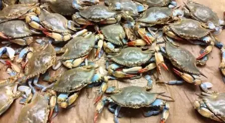 Kepiting Cangkang Lunak: Rahasia Rasa yang Bisa Dimakan!