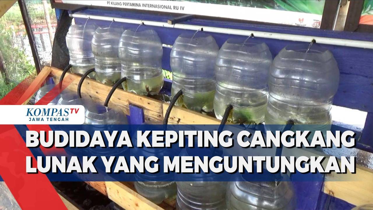 Rahasia Cangkang Lunak yang Bikin Kepiting Cilacap Jadi Favorit